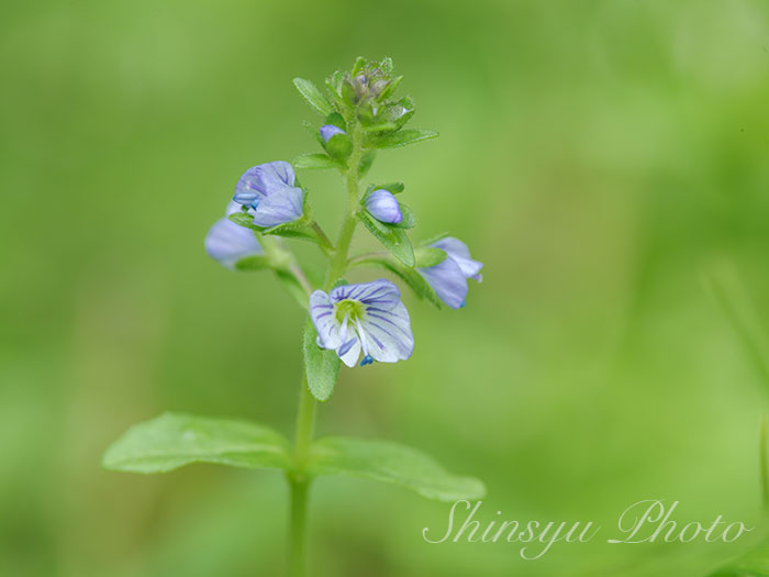 Shinsyu Photo コテングクワガタ 長野県白馬村 小天狗鍬形はオオバコ科クワガタ ソウ属で ヨーロッパ原産の多年草です 第二次世界大戦前に日本に移入され帰化しています 亜種に先日ご紹介したテングクワガタがあります クワガタソウ属の 花言葉 誠実な