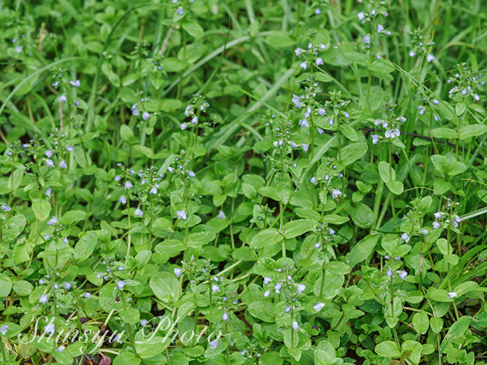 Shinsyu Photo コテングクワガタ 長野県白馬村 小天狗鍬形はオオバコ科クワガタ ソウ属で ヨーロッパ原産の多年草です 第二次世界大戦前に日本に移入され帰化しています 亜種に先日ご紹介したテングクワガタがあります クワガタソウ属の 花言葉 誠実な