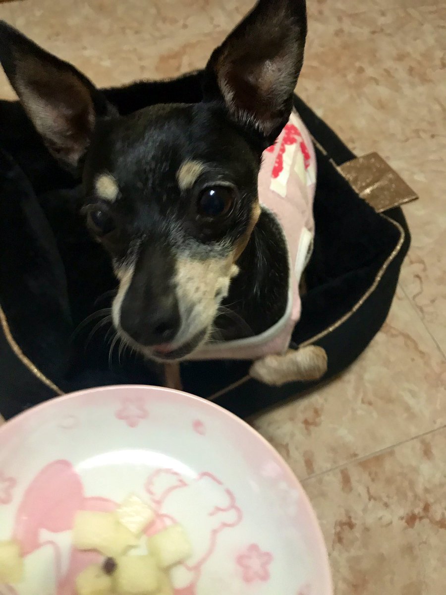 Sucre 夜のおやつ スークラはお薬入りメロン 高級和菓子 たけのこの里 1箱が約800円弱 久しぶりに食べたら たけのこの里一粒が ものすごく小さくなってた おやすみなさい ミニピン スークラ