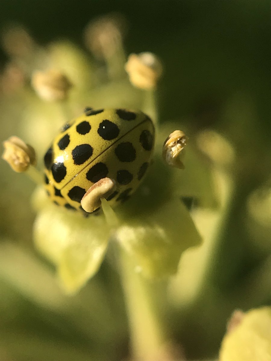susanjsimmonds's tweet photo. What a beautiful day! The hedgerows are full of life. The ivy flowers in particular are so important at this time of year for our #pollinators #insects @HantsIWWildlife @wildflower_hour @BSBIbotany @Buzz_dont_tweet @Britnatureguide #FascinatingInvertebratesWeekend https://t.co/UndrXJKZ8g