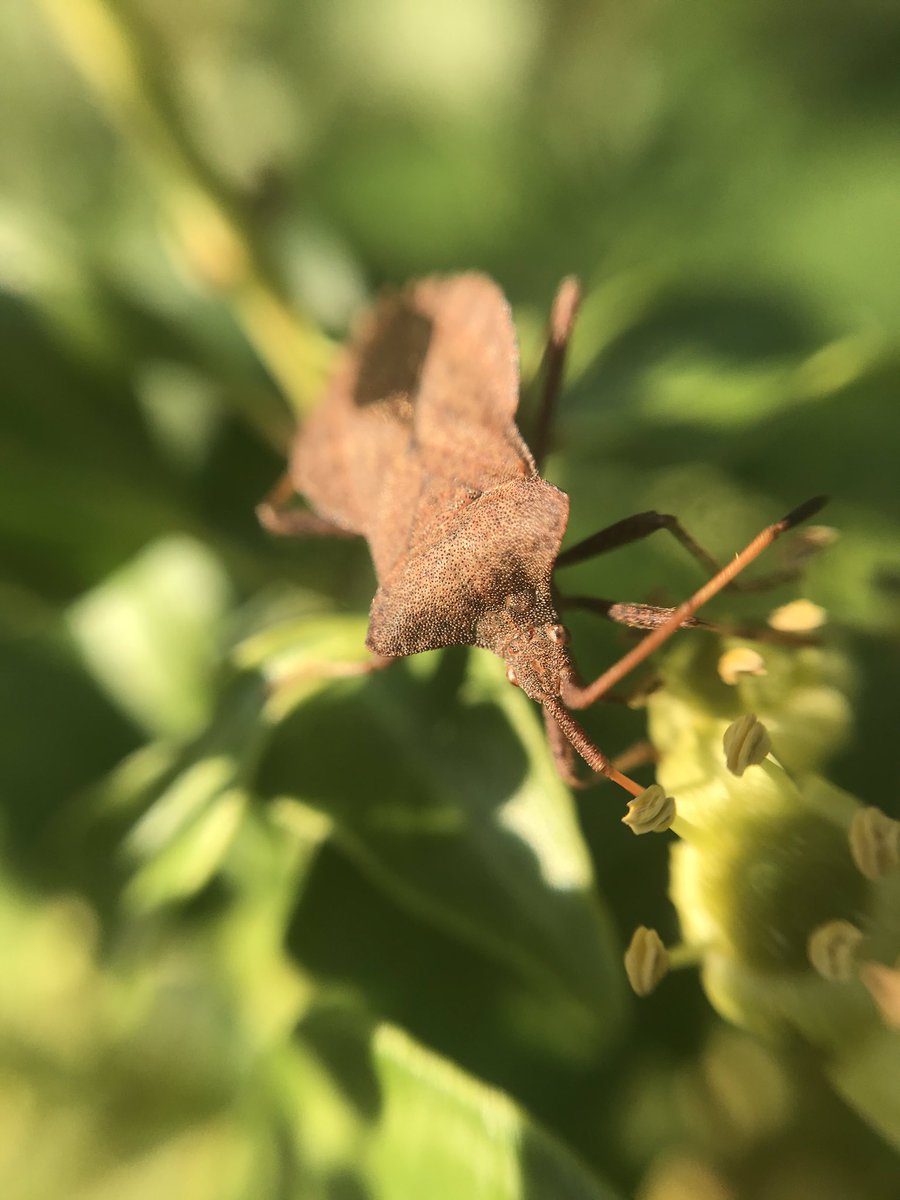 susanjsimmonds's tweet photo. What a beautiful day! The hedgerows are full of life. The ivy flowers in particular are so important at this time of year for our #pollinators #insects @HantsIWWildlife @wildflower_hour @BSBIbotany @Buzz_dont_tweet @Britnatureguide #FascinatingInvertebratesWeekend https://t.co/UndrXJKZ8g