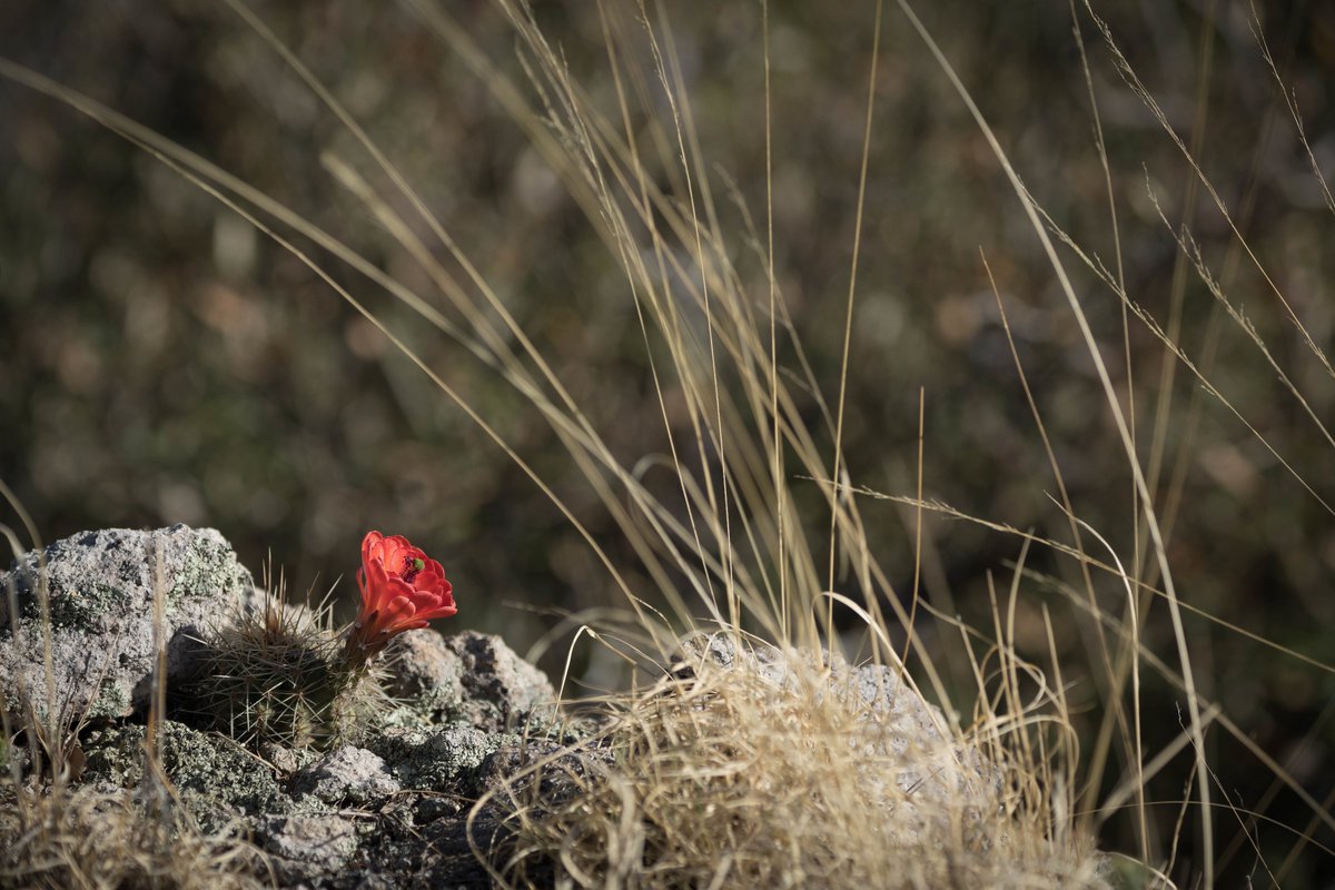 Desert flowers are a beautiful symbol of resilience. Can you name this cactus plant?