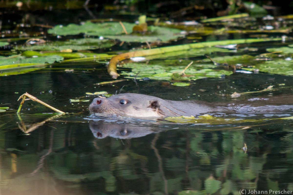 Ik zag deze week al 3 otters in ons gebied. Vandaag zag ik nr 4. Dit keer was ik beter voorbereid. Afgelopen weken had ik de camera wel mee, maar vooral voor macrofoto's. Met al die otters steeds, had ik dit keer de telelens mee. #geenspijtvan #dewieden #otter
@Natuurmonument https://t.co/bpUGoEsXQI