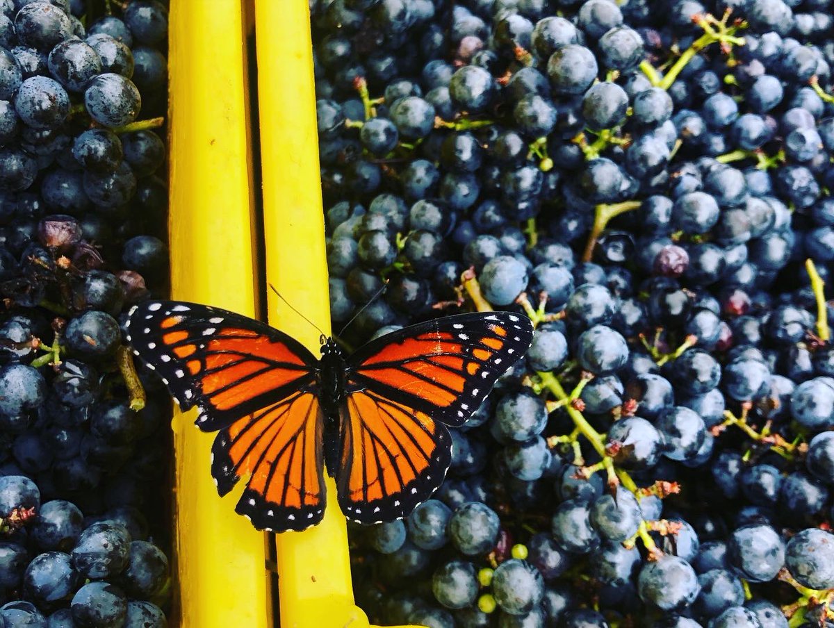 TMVgeorgia's tweet photo. Our Harvest season has been amazing!!! We will be picking all week if anyone is interested in helping out! Positions paid! 🍇🍷 #harvest20 #northgeorgiawineries #tigerga #tmvwine https://t.co/E6sJxdzyfs