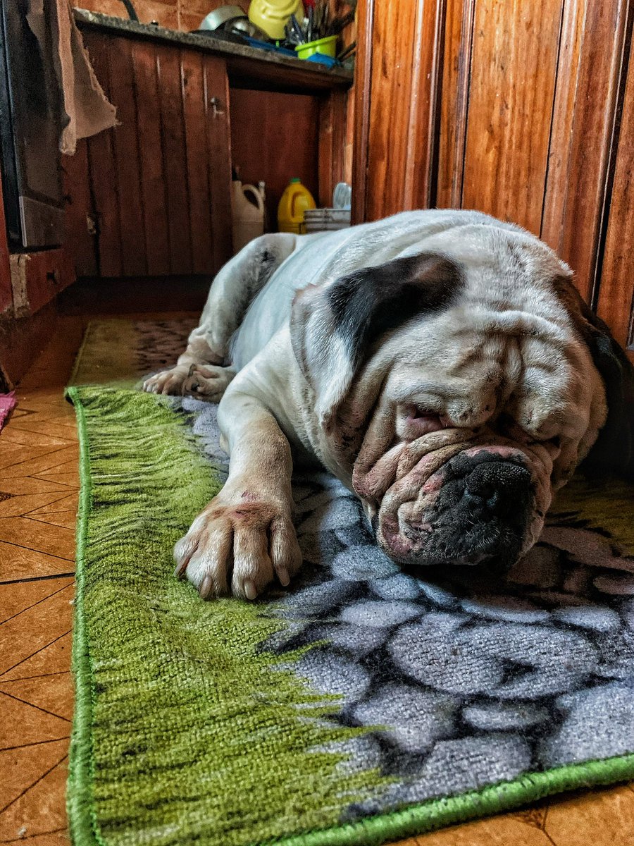 Descansa em paz meu puto vais estar sempre no meu coração foste sem dúvida o melhor cão do mundo ainda nem acredito que já n te vou ver mais que já n vais esperar mais por mim sdds de te fazer festinhas meu bebe te amo para sempre vou a bem alto é que Deus te guarde sempre🐶🌟❤️