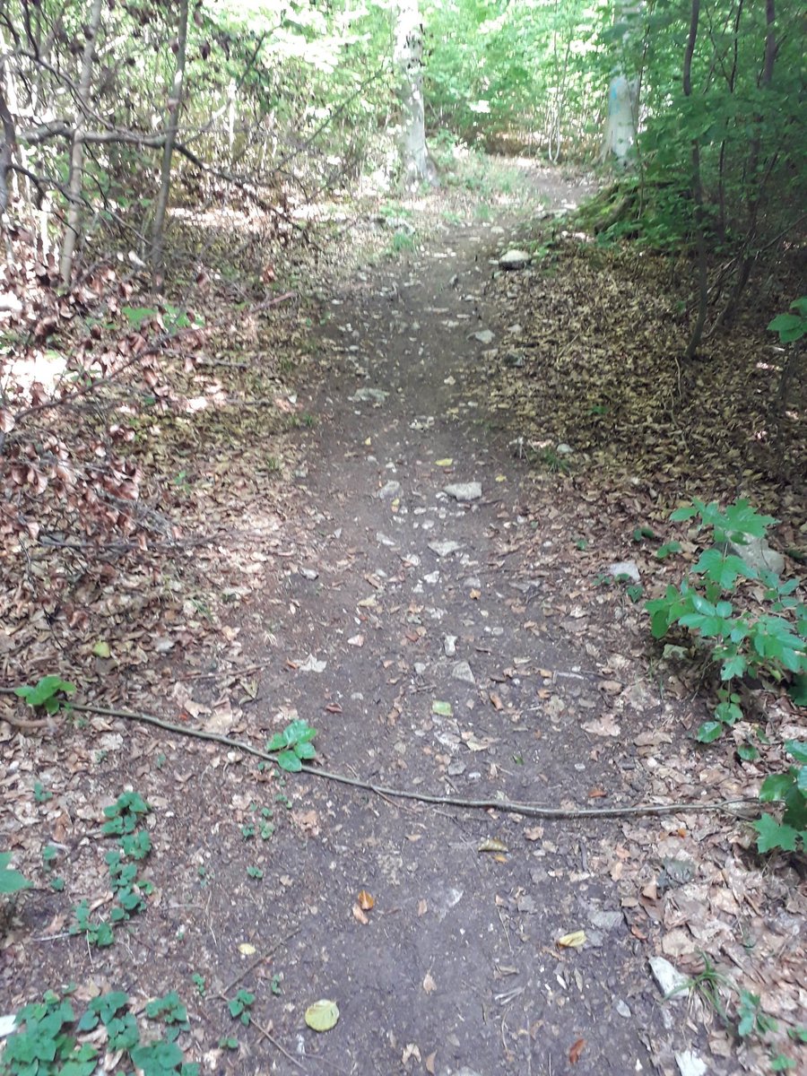 icelandfreundin's tweet photo. Ein schöner Wanderurlaub in #Mühlhausen geht zu Ende: heute habe ich eine große Runde durch den Mühlhäuser #Stadtwald gedreht, über den Diedorfer Stieg und Rennstieg nach #Heyerode und wieder zurück https://t.co/h0XBSKMBTb