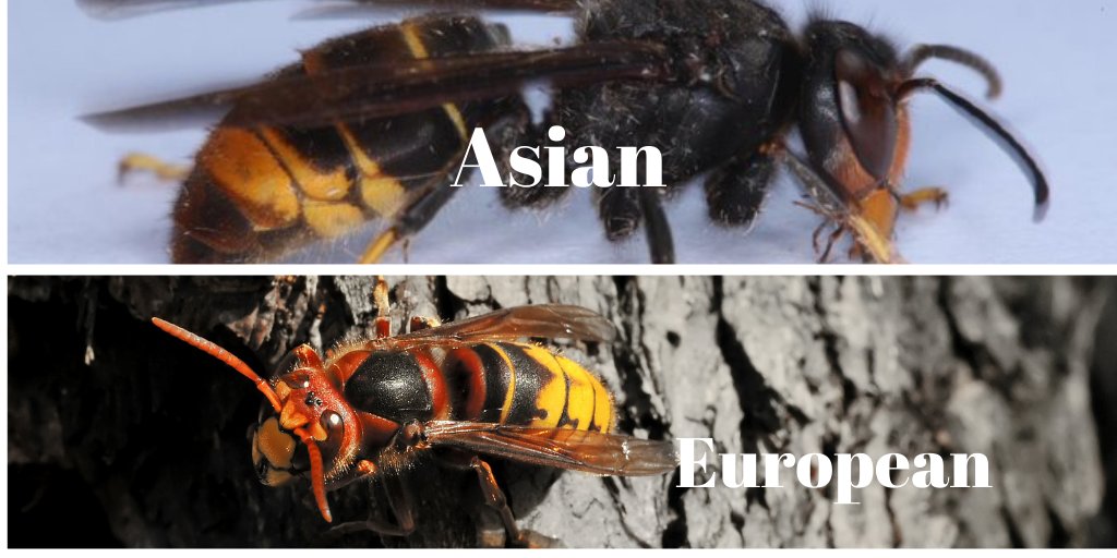 It's the end of the BBKA's Asian Hornet Week. A week in which I hope you have learned more about Asian Hornets &amp; now feel confident about identifying &amp; reporting them! And of course when we have seen 1st confirmed report of them in Gosport #bees #AsianHornetWeek