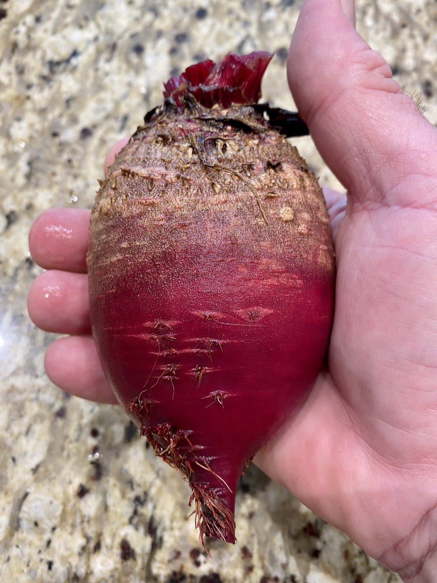 ICHawkeye's tweet photo. @xrayanneiowa Look what I just picked in the garden. #beetsrule https://t.co/xPzgNNKiiY