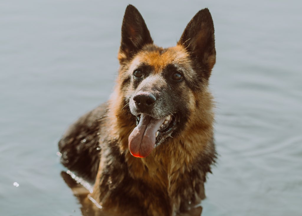 changethefilter's tweet photo. I am so in love with these photos!! 

Foxie Marie = the best model ever 🥺

#germanshepherd #photography #mansbestfriend https://t.co/4lxLUXhHM4