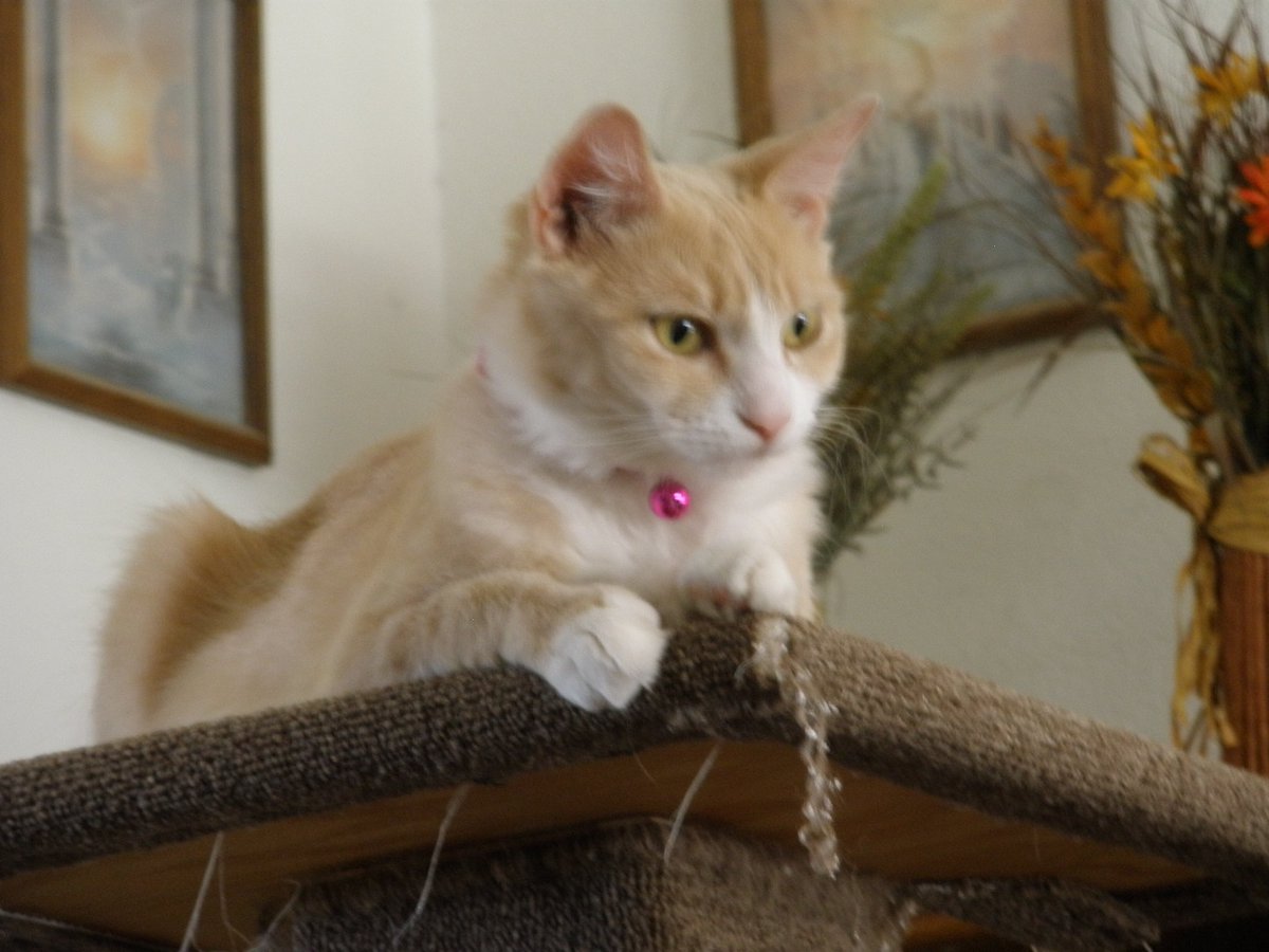 TPoomba's tweet photo. Big sis heard it’s #petmemorialday so she wanted to share some pics of those who came before us. Starting with the cats who taught our mama to love cats, Tinkerbell and her litter of four. (Sis calls them the miracle litter cause 3 of the 4 were girls but all had some ginger) https://t.co/3WvSvcRH9Q