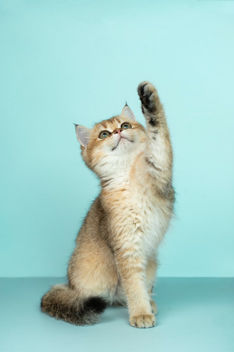 esafamilyorg's tweet photo. 🟩Cats Fun Fact 15❗

➡Some cats are ambidextrous (ability to use the right and left hands equally well.), but 40 percent are either left- or right-pawed.

#cats #lovecats #funfacts #dailyfacts #esacat #catesa #esaletter #esadoctor #therapist #onlinetherapist #usa #funnycats https://t.co/1pxy5h7p0F