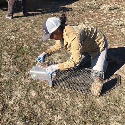 “I’m  @Rhiannon_Kirton, an MSc student studying white-tailed deer spatial ecology in . I’ve previously worked with grizzlies, bats, Tasmanian devils & mammals found in Montana’s prairies. I’m a first-gen uni grad and love all things mammal related, esp spotting them on hikes!”