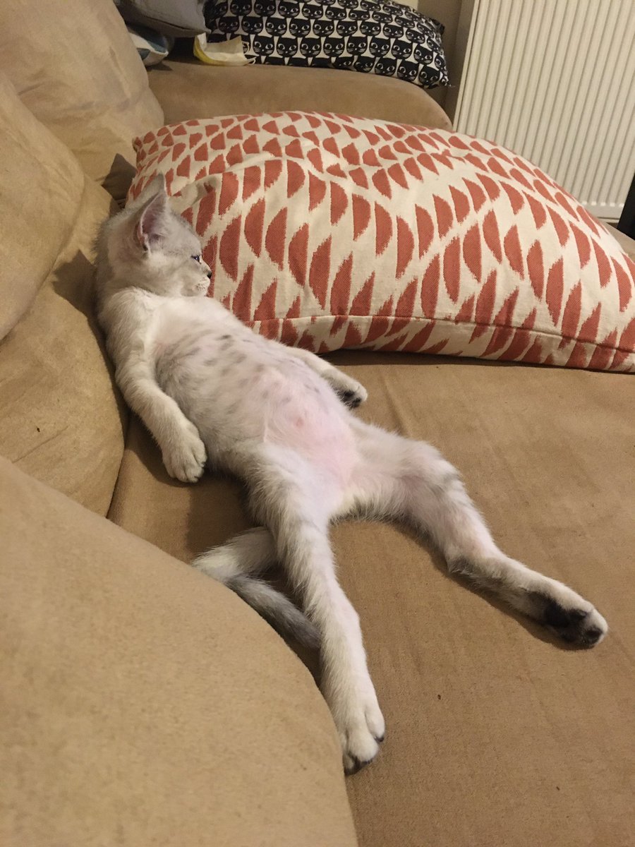 pirayvit's tweet photo. tv izliyo boyle aq bu kedi beni öldürücek simdi https://t.co/fu7Zf20IDn