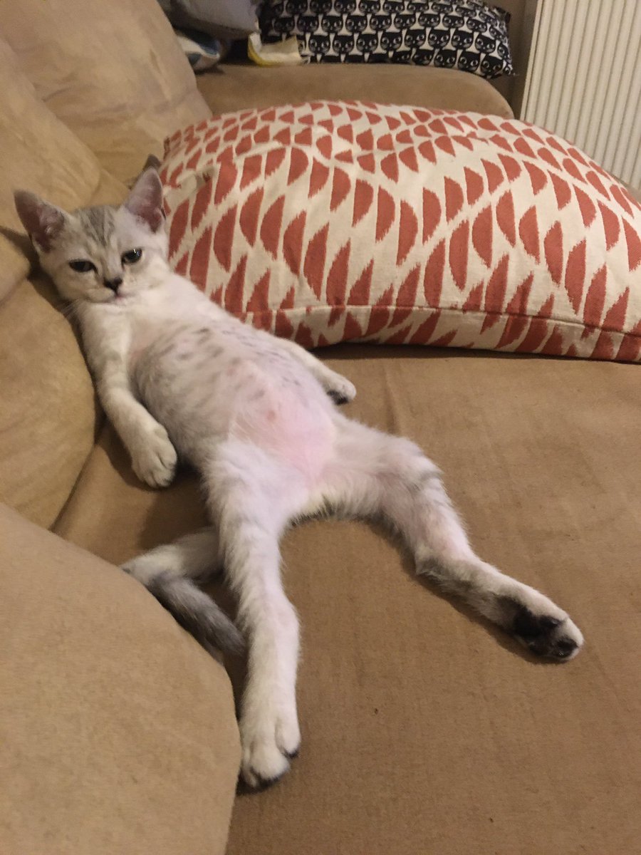 pirayvit's tweet photo. tv izliyo boyle aq bu kedi beni öldürücek simdi https://t.co/fu7Zf20IDn