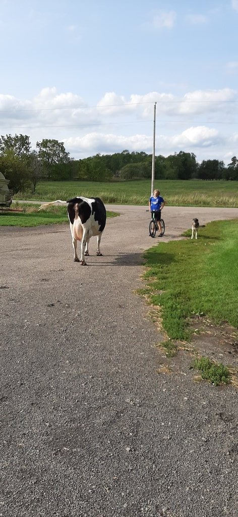 Never fails,  always on a Sunday. Cows got out.