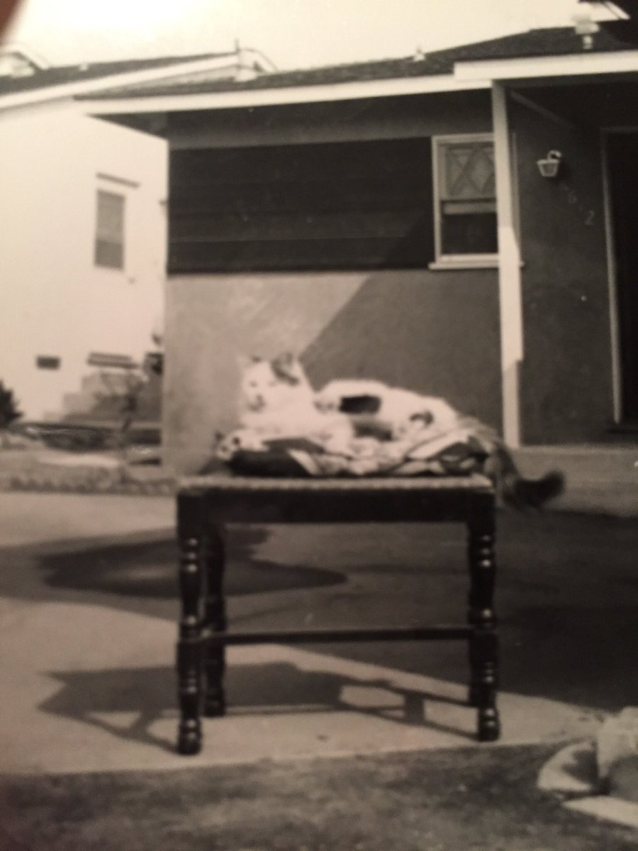 TPoomba's tweet photo. Last but not least: gramma’s one and only cat ever, Muffy. He lived long enough to meet grandpa and lived with them both for a couple years. Gramma says he was part Persian, part Maltese. Big sis doesn’t know of a cat breed called Maltese tho...

All are loved &amp; missed dearly. 🌈 https://t.co/0NOIzUvh6t