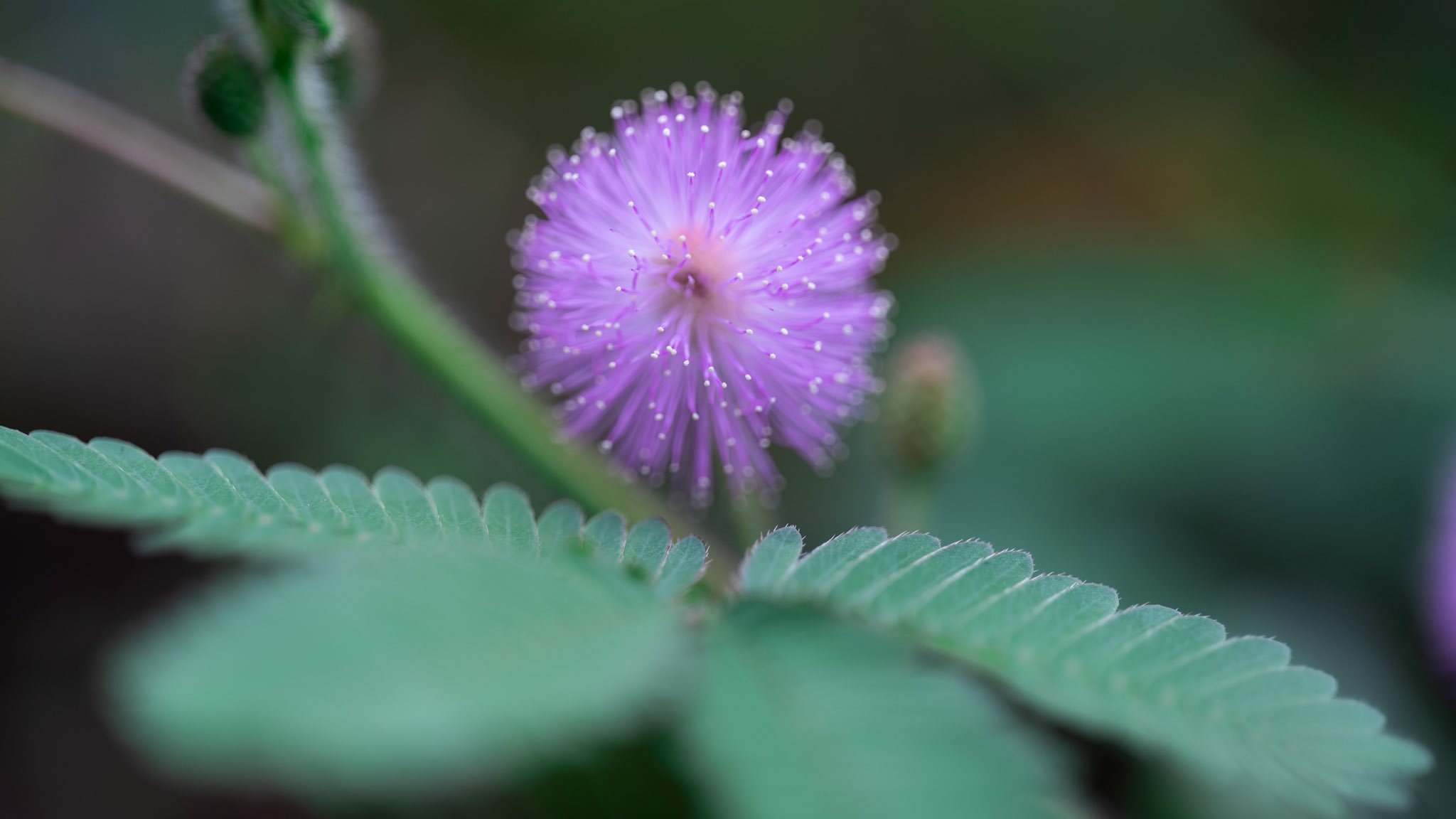 Takao オジギソウ オジギソウの花が咲いていました ピンク色のふわふわしたボールのような花です 南米原産 江戸時代にオランダ船で渡来したとのことです 触るとすぐに葉っぱが閉じていくのが不思議ですよね 花言葉は 感受性 T Co