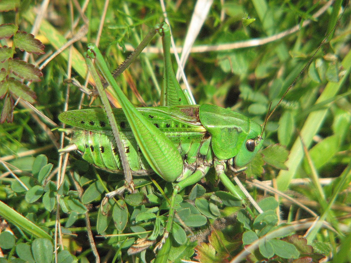 ChilternNature's tweet photo. Male & Fermale Wartbiter, Sussex, Aug 2010. #FascinatingInvertebratesWeekend https://t.co/k02YJvcDGp