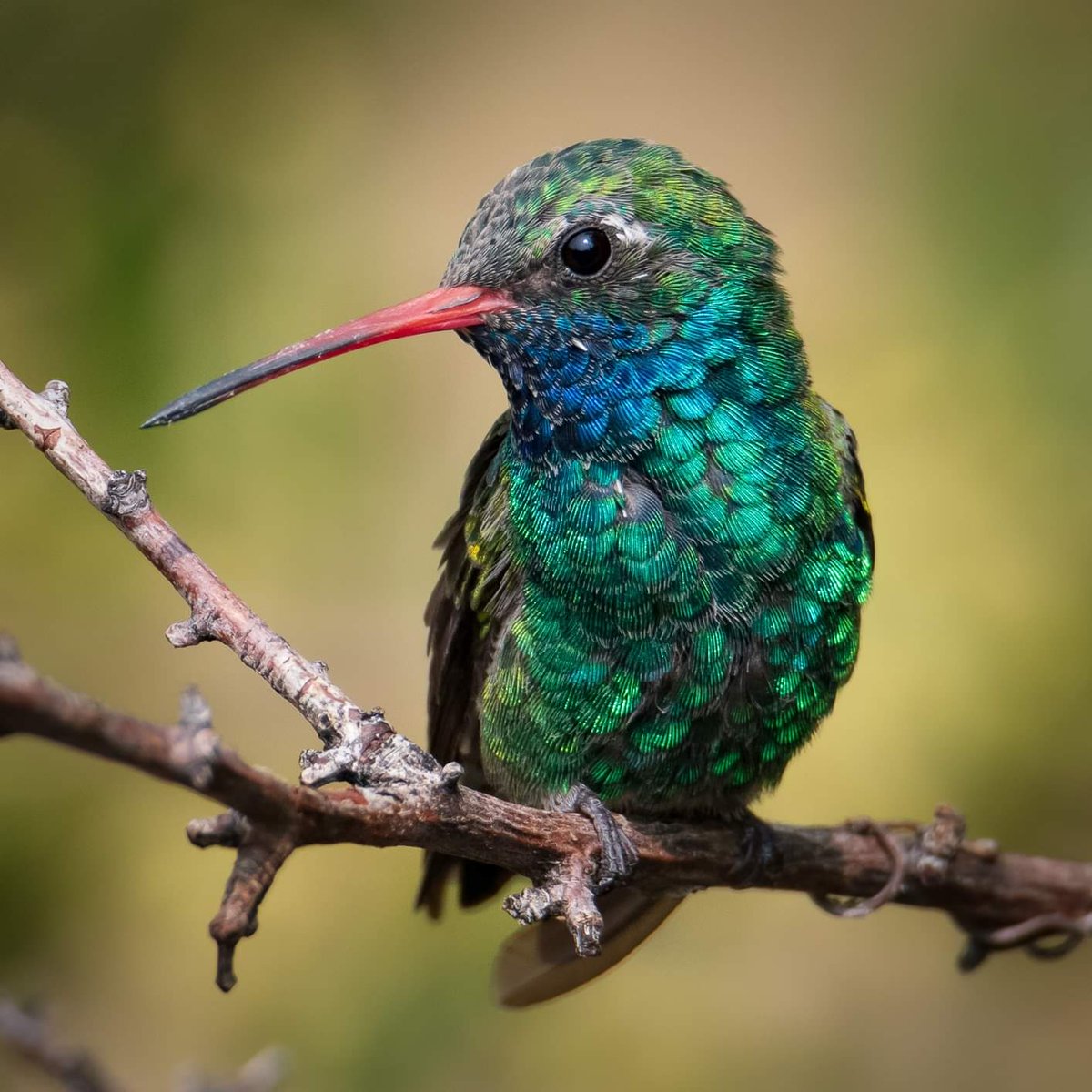 Look at this #emerald beauty! It is always fun shooting Broad-billed Hummingbirds! They are so #gorgeous!

#broadbilledhummingbird #hummingbird #santaritalodge #maderacanyon #arizona 🌵 #birdsofarizona #birdsofinstagram #wildlife #arizonawildlife #birdphotography #birdlovers