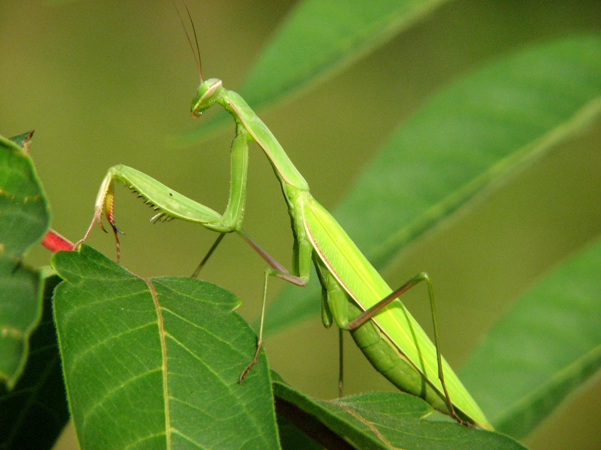 ChilternNature's tweet photo. Praying Mantis & Acrida Ungarica, Hungary, August 2009. #FascinatingInvertebratesWeekend https://t.co/PF9k3pZpGg