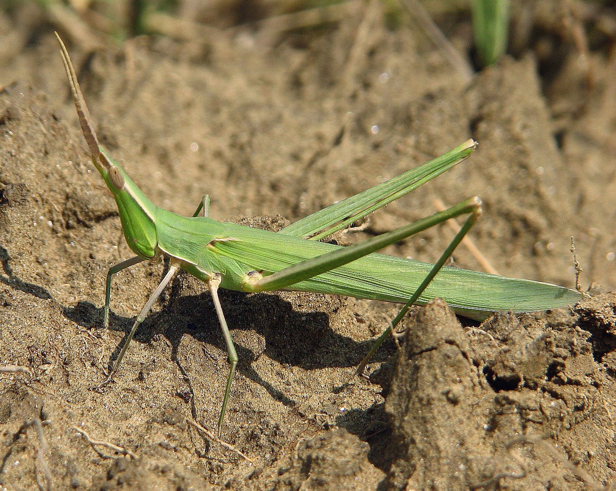ChilternNature's tweet photo. Praying Mantis & Acrida Ungarica, Hungary, August 2009. #FascinatingInvertebratesWeekend https://t.co/PF9k3pZpGg