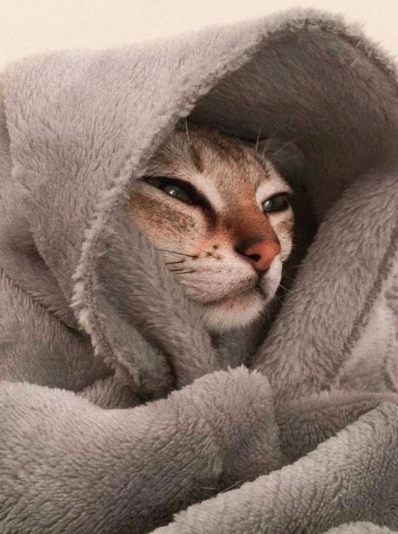 🐱