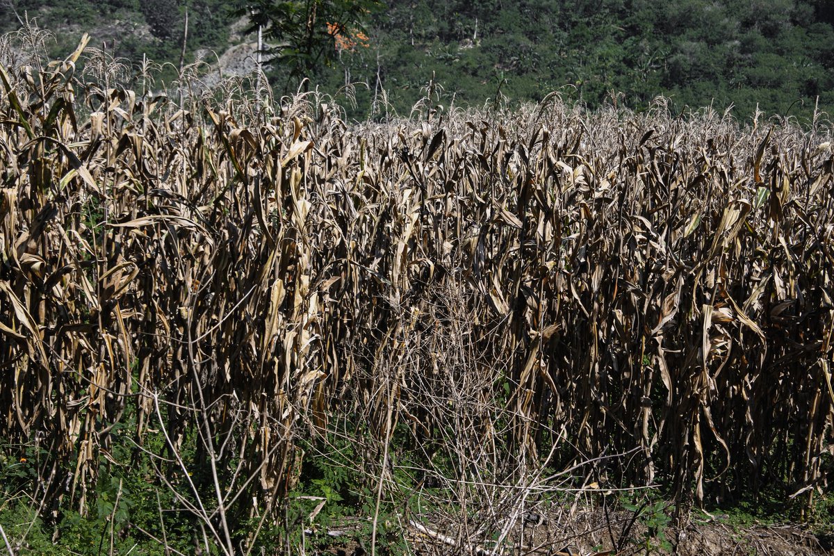 SUBRURAL's tweet photo. Sebuah portrait "PANEN JAGUNG" https://t.co/GVuhNPTcqs