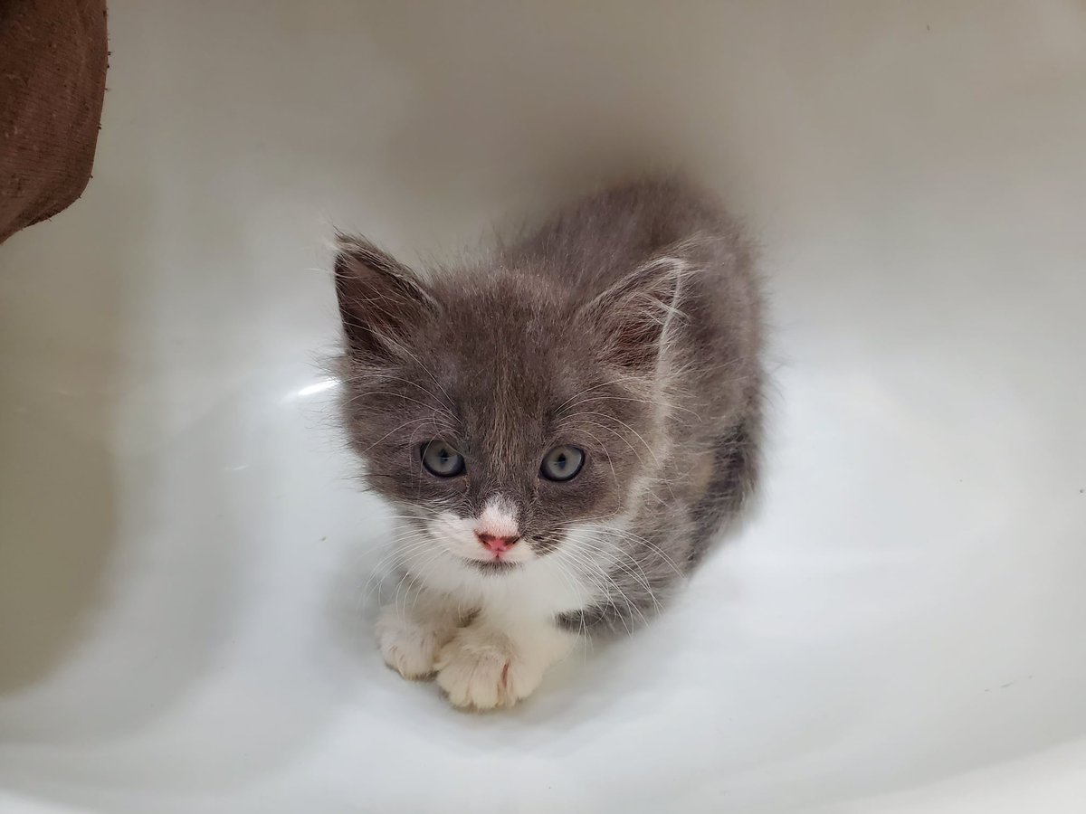 furryfriends's tweet photo. Hooray! Cuties Apple and Ash were adopted to their forever loving home. Adoption photo to come. Huge thanks to their foster home for all her TLC and vet care trips 🐾💕 #adopted #foreverfamily #adoptionforlife #yay #kittens https://t.co/n7XlWrTPRa