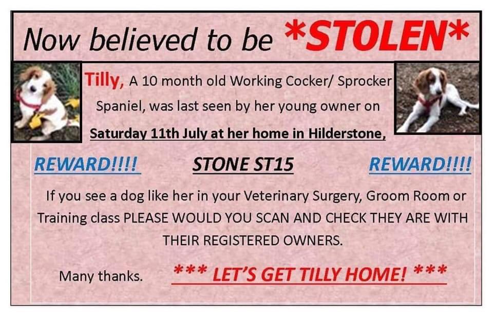 Mollie the Pug tweet media