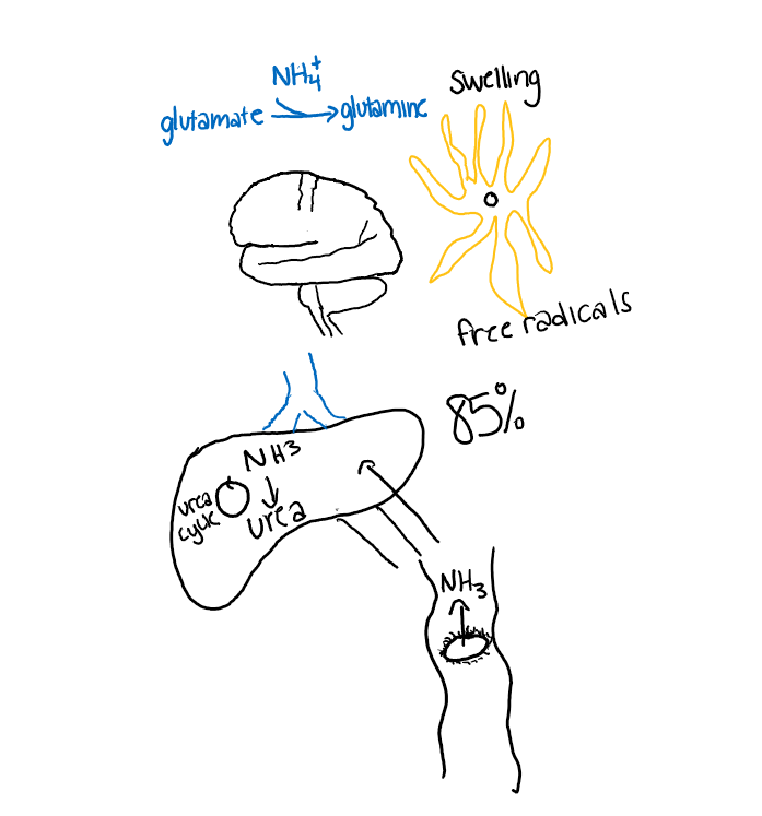 3/ 85% of ammonia is cleared by the liver through the urea cycle. 15% is cleared by muscle/kidneys. If the ammonia (/other nitrogenous waste) not metabolized it passes through the blood brain barrier glutamate>glutamine> astrocyte swelling and free radicals>encephalopathy.