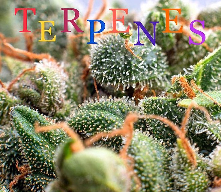 naturesnirvana's tweet photo. ZERO lose of Terpenes in our patent pending invention. #cannabis #cbd #cbdforptsd #cbdforanxiety #cbdhealth #cbdoil #fullspectrum #fullspectrumcbd #fullspectrumextract #cannabisculture #cannabisoils #cannabisoilheals #cannabisextracts #solventlesshashoil #solventless #RSO https://t.co/Zxk8E8oXKz