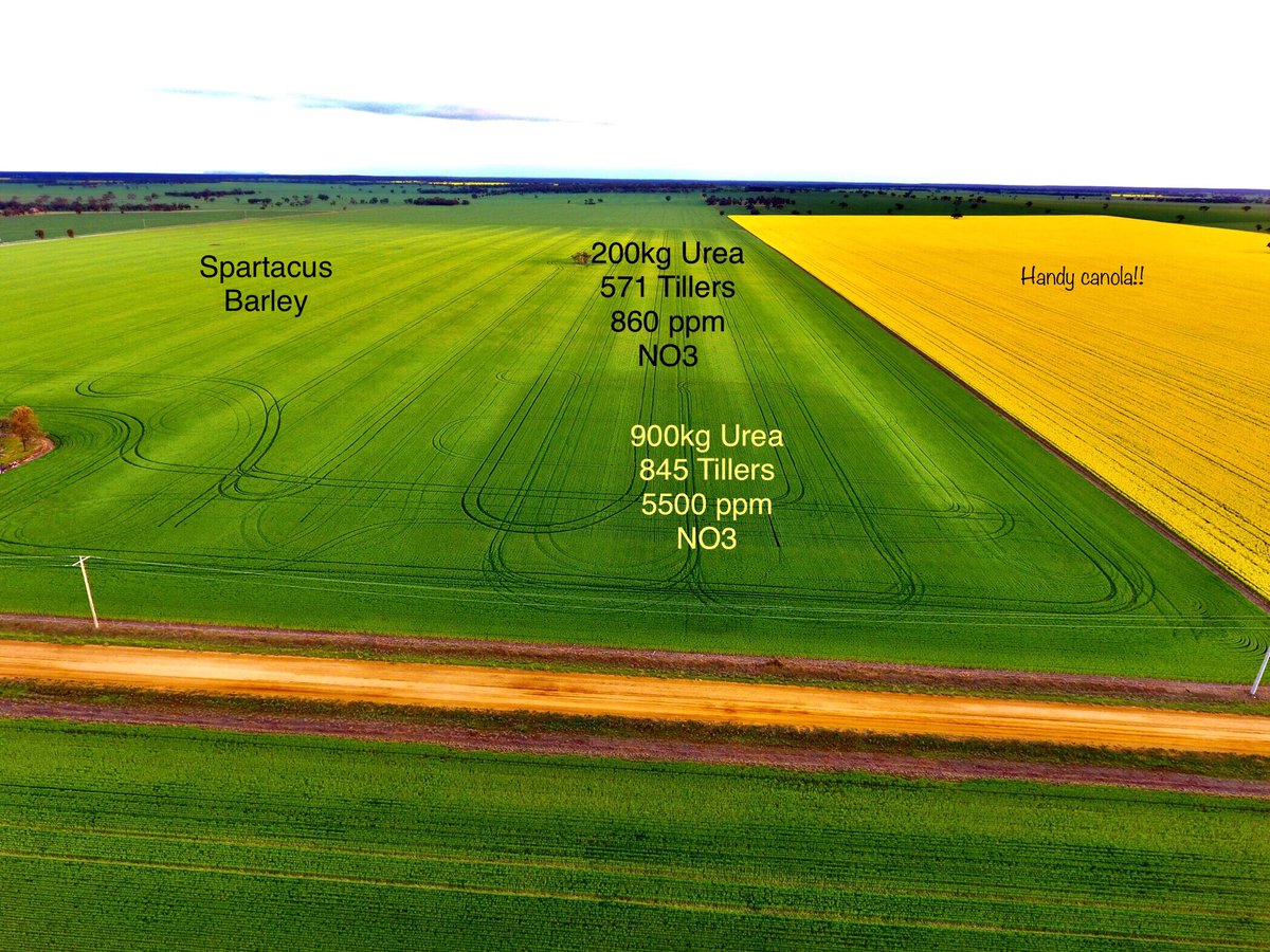 Hyper N trial. 13 Sept. 18 mm rain on the 12th freshened up. The 900 kg is peeping 4 days latter than control and looks healthy enough, spreader misses showing up. 5500 ppm is a dangerous Nitrate level !!!