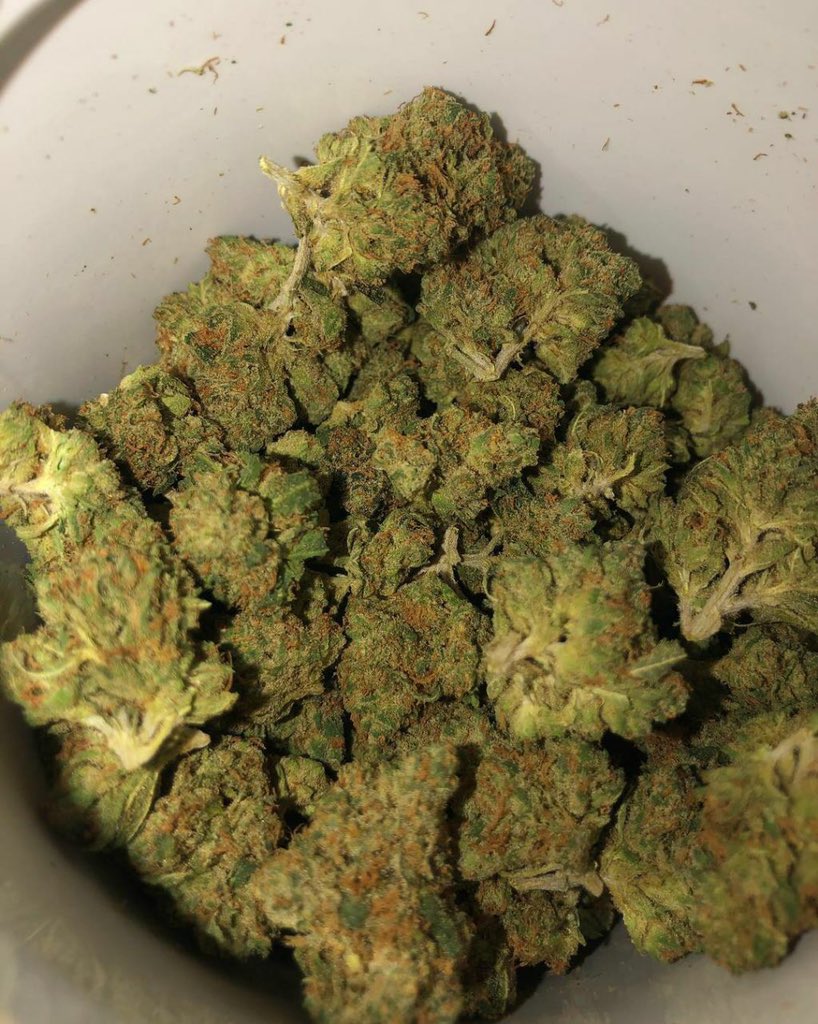 macbeuh's tweet photo. Livraison sûre et fiable
Snap: jamal_kdusal421

#paris  #france #equipedefrance #weed #beuh #shit #cocaine #drogue #Paris #Nantes #Toulouse #bordeaux #Nice06 #Marseille #Rennes #Lorient #Quimper #Strasbourg #Lille #Cherbourg #hautsdefrance #Annecy_live https://t.co/kjRuZDpj35