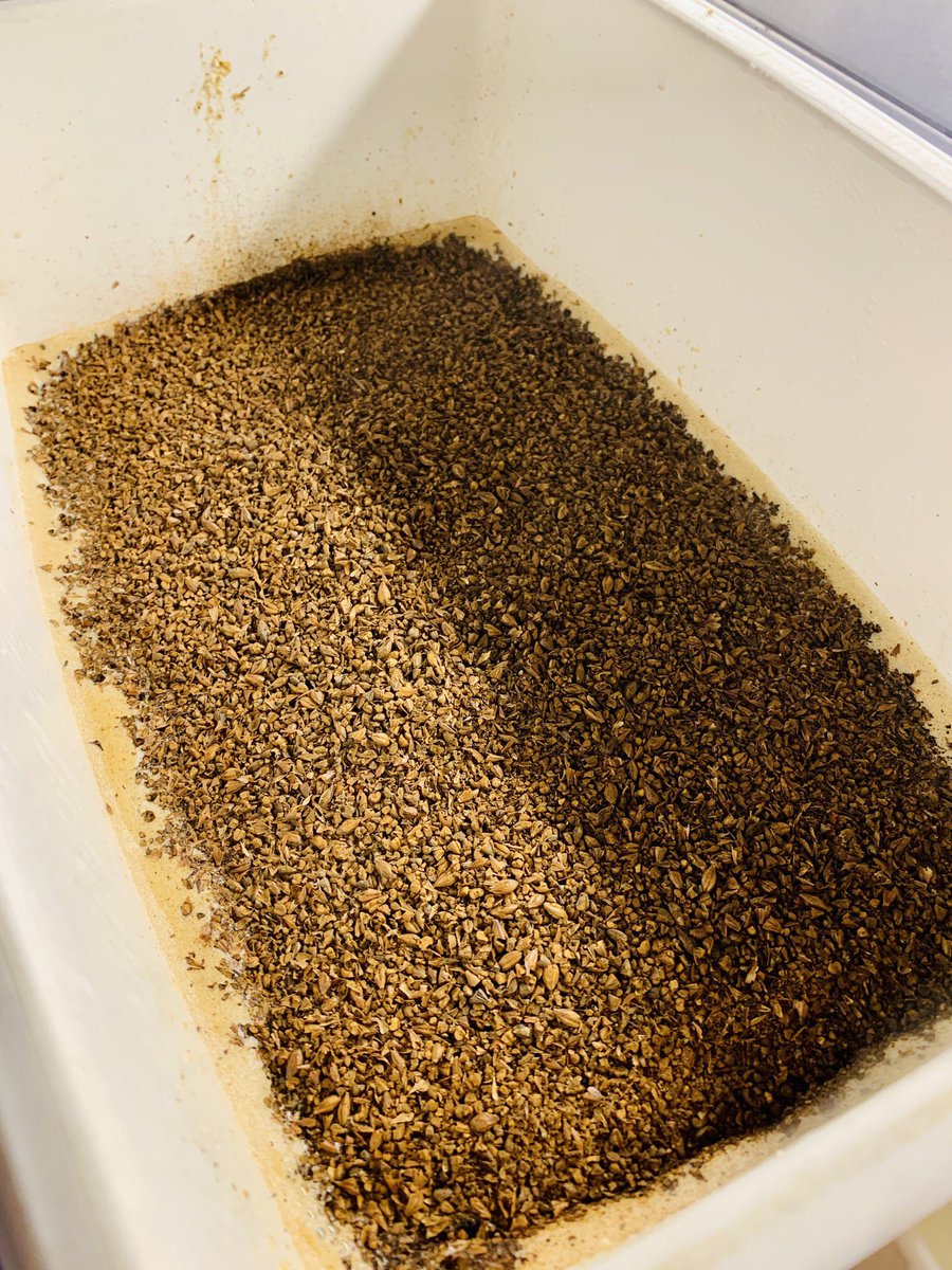 PachaBeer's tweet image. Nueva cocción con vuelta a los orígenes: English Porter (BJCP-2015-13C-GI-E-18J-27S): D.O.: 1048, IBUs: 28, SRM: 27, BU:GU: 0,56. Lúpulo Herkules 🇩🇪 en FWH. Levadura Windsor. A fermentar...