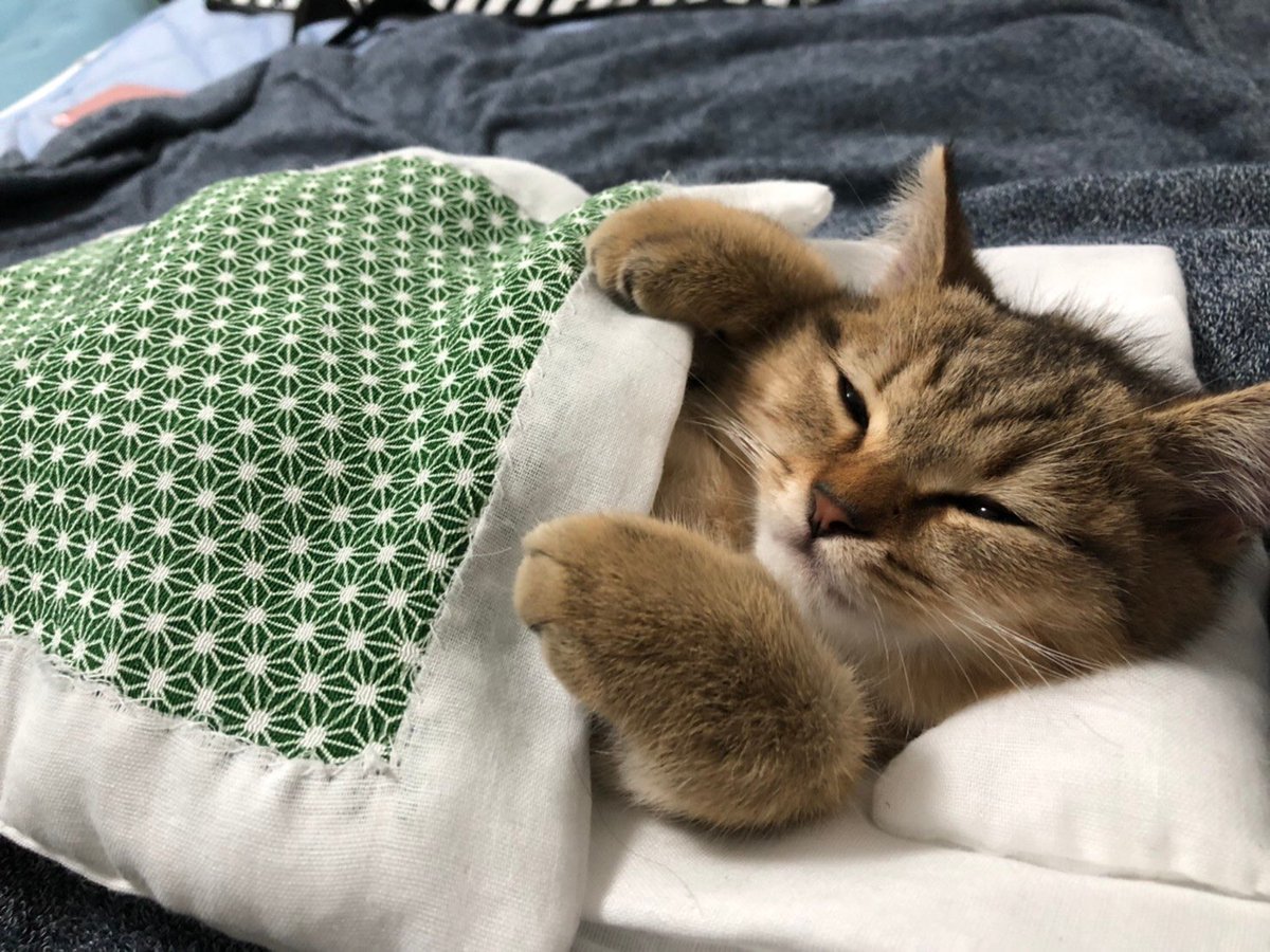 netgeekAnimal's tweet photo. 子猫用ミニ布団作ったら正しく使ってくれた | netgeek https://t.co/6i6l70KJyL https://t.co/8lyp5ULmkD