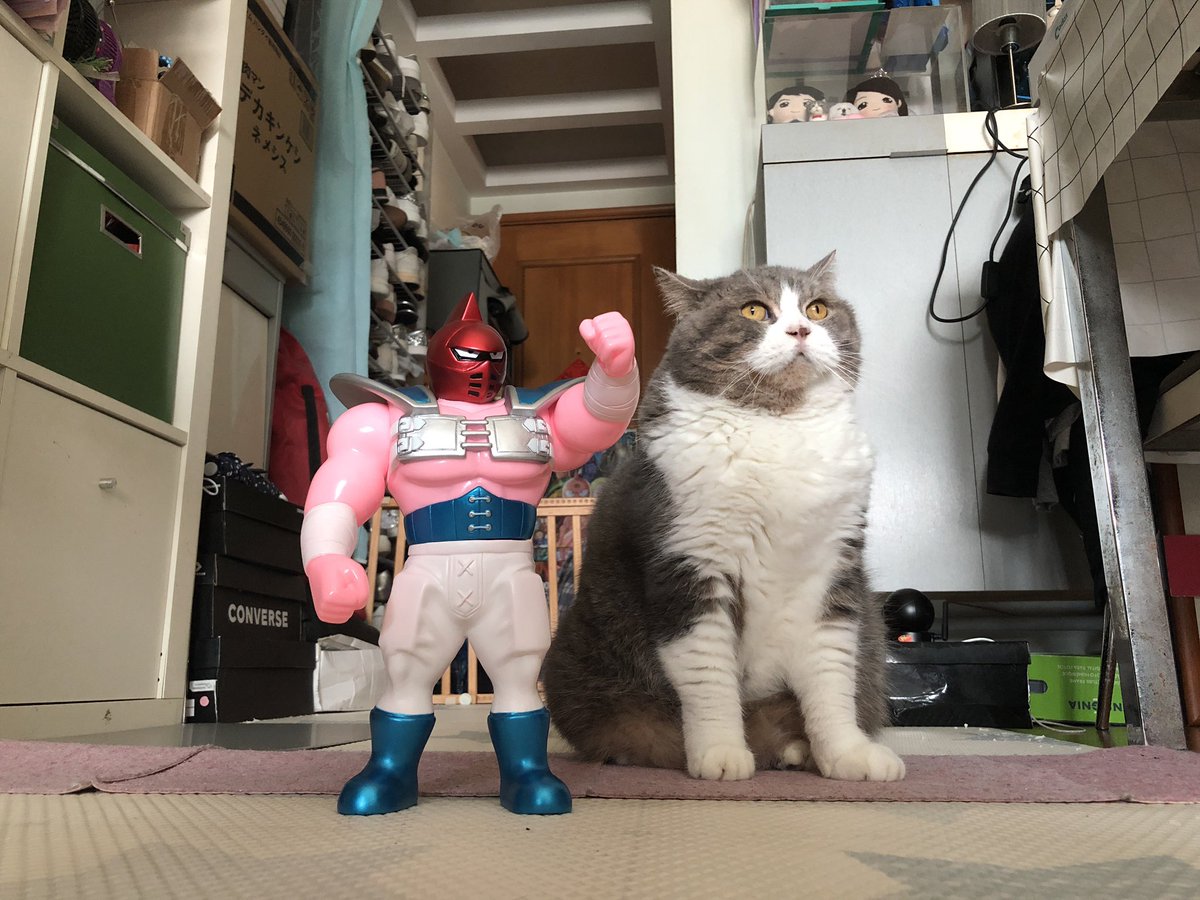 obadem1's tweet photo. 行けー！ネコパルドン💪💪💪
NSC-EXキン肉マンビッグボディ　アニメ ver.
#キン肉マンアニメ化 
#スパイスシード 
#ファイブスタートイ 
#キン肉マン 
#kinnikuman 
#SpiceSeed 
#papanewtoys https://t.co/d45mIZvPPn
