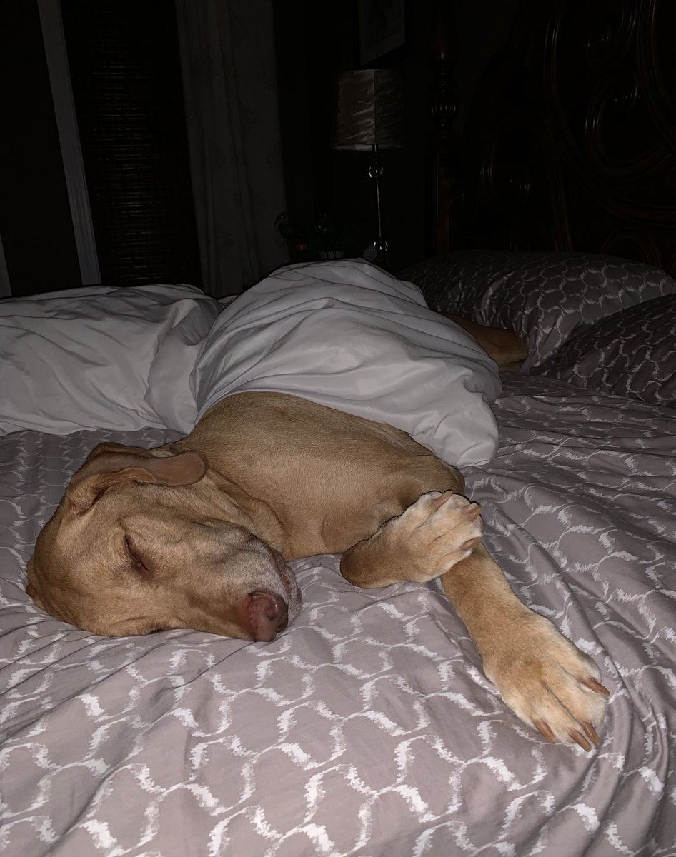 Good night lovely friends 🐾🤗🌙 wishing your sweet dreams of snacks and love 🥓🍗🦴❤️🤗 #dogs #dogsoftwitter #goodnight #SweetDreams #dogsofinstagram #labrador #sleepydogs #DogLover