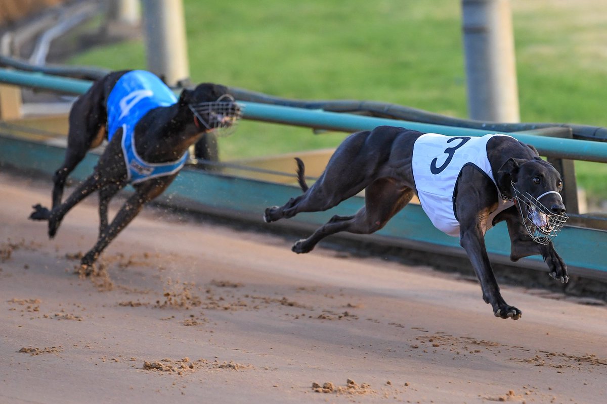 greyhound racing speed