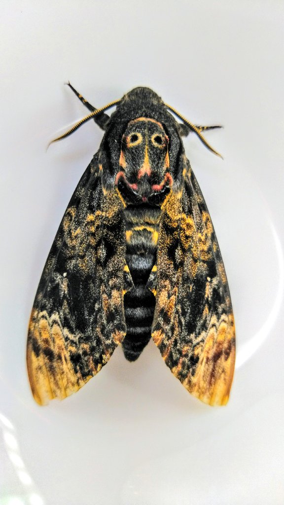 昨日、市内では初記録となる珍しい蛾に遭遇しました。クロメンガタ