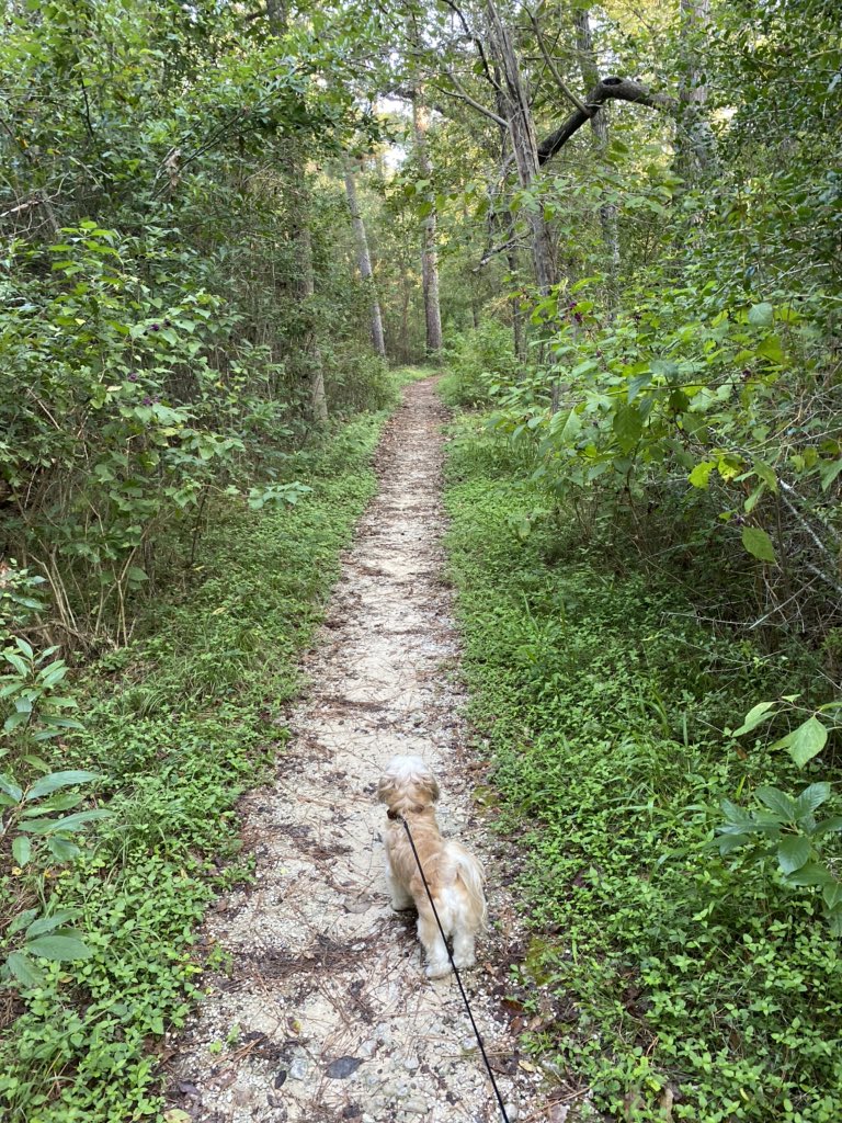neelia_naeli's tweet photo. Enjoy these photos of my daughters first hike at Sam Houston 🥰 https://t.co/Op4SWPWPWl
