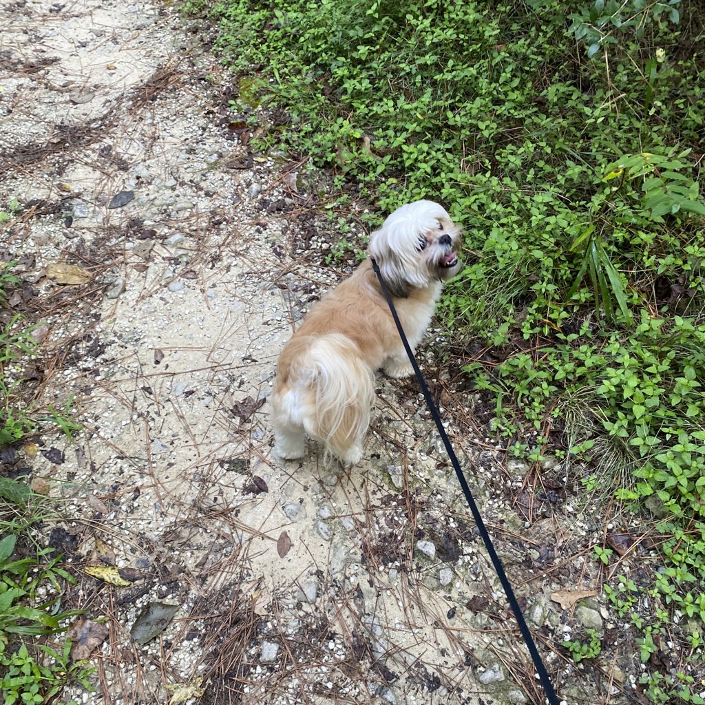 neelia_naeli's tweet photo. Enjoy these photos of my daughters first hike at Sam Houston 🥰 https://t.co/Op4SWPWPWl
