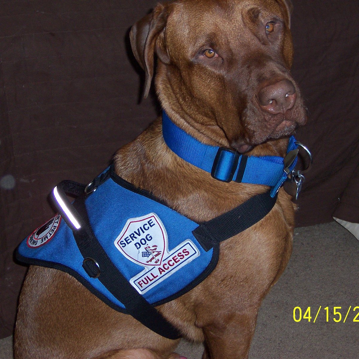 treeswallow85's tweet photo. #sexualassaultvictims #sexualassaultsurvivor #healing #acrossanocean #romancenovel #bullmastiff #servicedog #writersofinstagram #WritingCommunity #published #books https://t.co/Onr5ecilcD @ Fallon, Nevada https://t.co/AEd8p49tYa