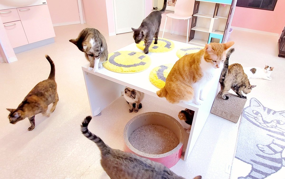YouCafe6's tweet photo. こんにちは！

本日も9頭の保護猫ちゃんたちが見れます🐱♥
週の始まり月曜日ですね！元気いっぱい頑張りましょう🐈🐾

#YouCafe #福岡 #猫カフェ https://t.co/8A2vFLREBQ