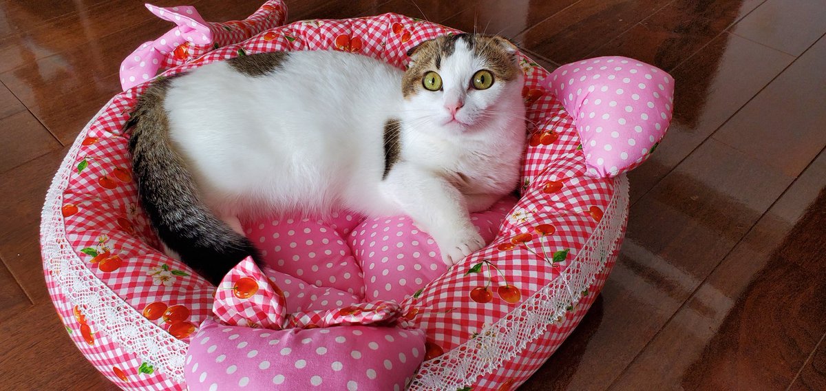 marionxcrea's tweet photo. 猫ベッド届きました。
さっそく使ってます。可愛い��す❤💗💖
https://t.co/iQn1aUgv4P
#ハンドメイドペットベッドのお店　
#surlelit
#猫ベッド
#マンチカン https://t.co/cmFspifS8e