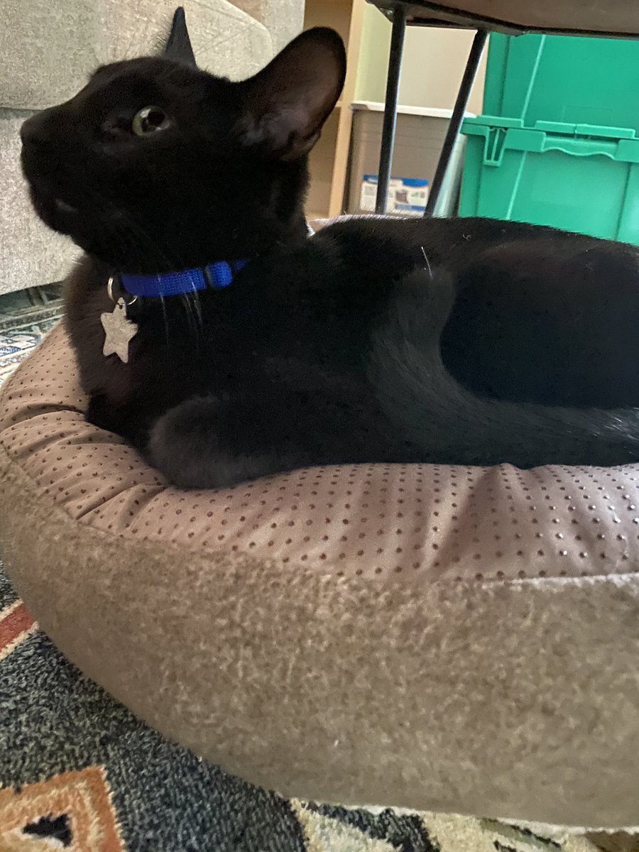 I thought a blue collar and star name tag would look so cute on my cat.

But he just looks like a blue lives matter sheriff and this is really bothering me.