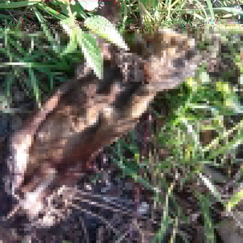 Tarek William Saab tweet media