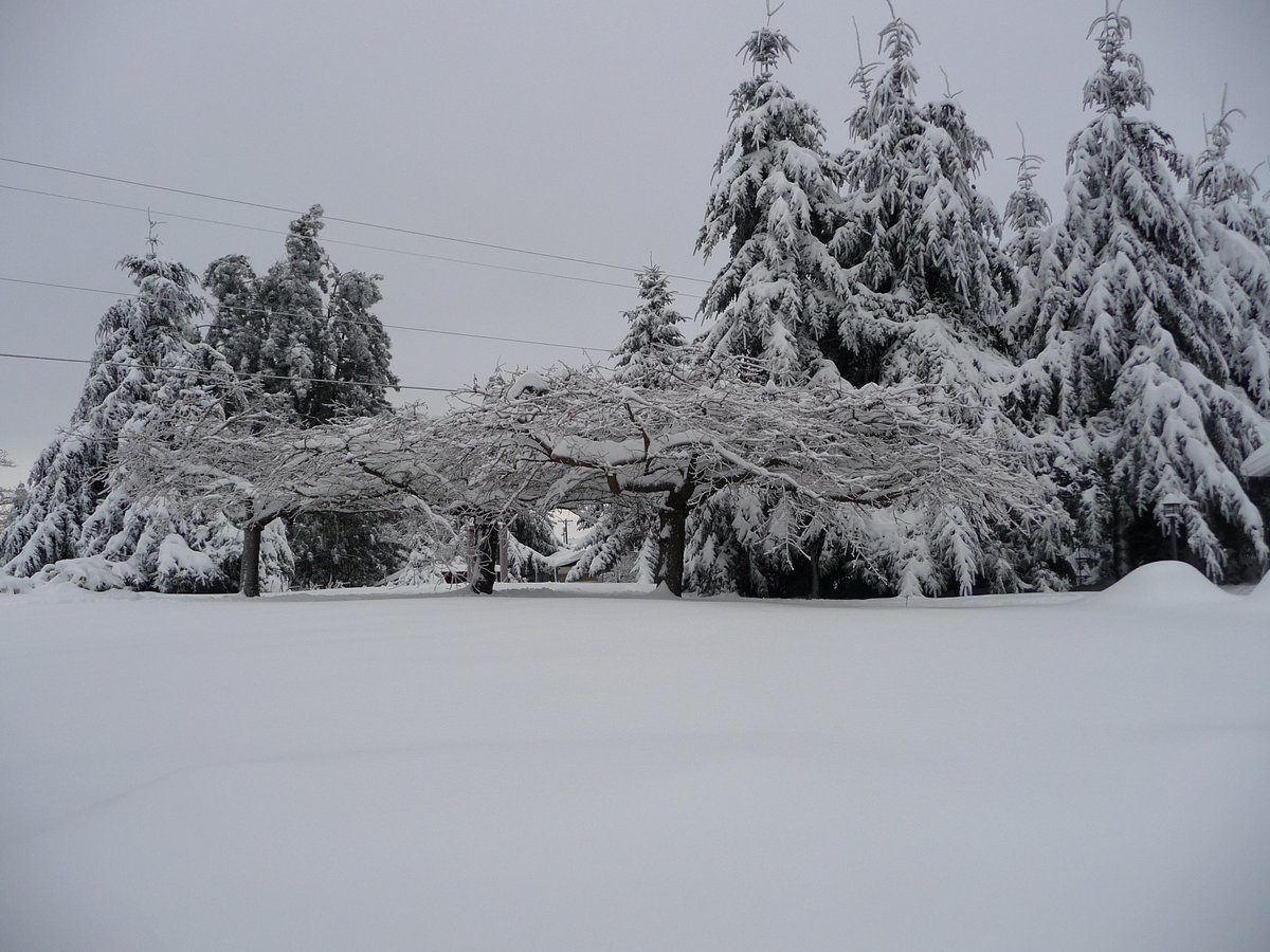 northwest_plus's tweet photo. A flashback to Dec. 2008 on Chahalem Mt. Oregon...
#chehalem #newbergor #sherwoodor #pacificnw #northwest #oregonsnow #hikeoregon #visitoregon #imisssummer #pacificnorthwest #cherrytrees #CherryBlossom #wellnesssupplies #recipes #music #gardening #cbdoils
https://t.co/44Pf2XCr5l https://t.co/ZepyaKhccw