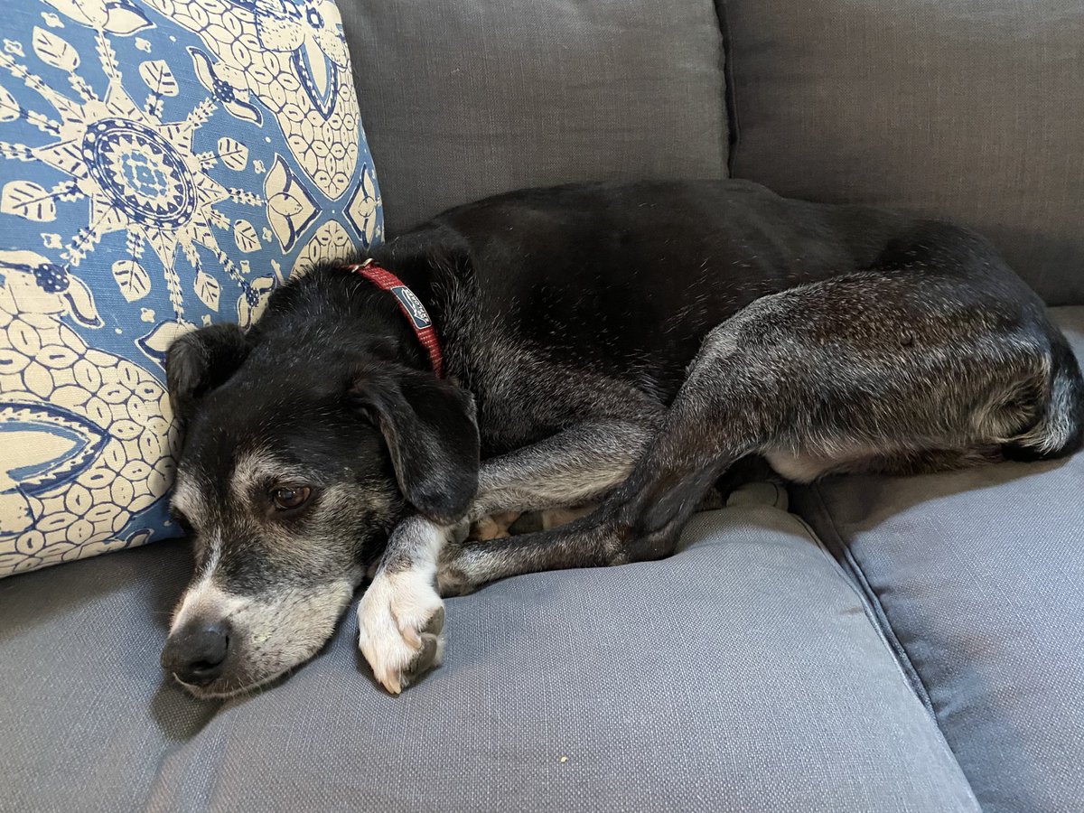 jimcramer's tweet image. Very sad day today. We had to put Everest down after 14 great years. He was such a good boy and he protected Lisa with a level of ferocity that was precious while he loved just fooling around with me. RIP Ev who would always answer to the name Nvidia if you had a treat.Our pal