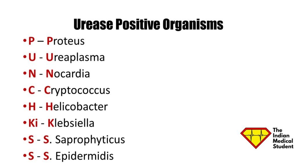 14/ 4. SIBO with dehydration5. Urease producing organisms including Ureaplasma urealyticum in an immunocompromised host  https://academic.oup.com/ofid/article/6/3/ofz033/5371475Mnemonic source:  https://theindianmedicalstudent.com/3-mnemonics-for-urease-positive-organisms-tonic-mnemonics-for-clonic-teens/