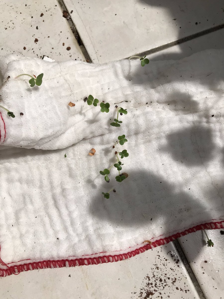 I accidentally spread my bok choy seeds on a cloth, and this is what happened 😂 #interesting